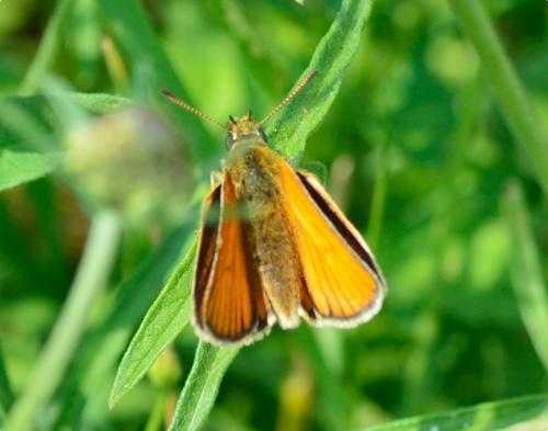 Réf. 182 519 : Thymelicus sp.